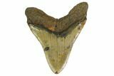 Fossil Megalodon Tooth - North Carolina #161441-1